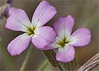 Malcolmia triloba. Alhelí marino