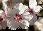 Prunus amygdalus, Almendro