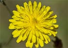 Almirón (Crepis capillaris)