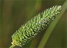 Alpiste (Phalaris canariensis)