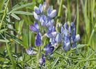 Lupinus angustifoliuse. Altramuz azul