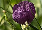 Amapola morada (Roemeria hybrida)