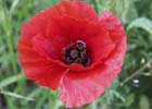 Papaver rhoeas, Amapola