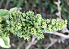 Amaranthus retroflexus, Amaranto o bledo