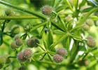 Amores de hortelano (Galium aparine)