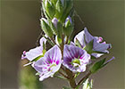 Veronica anagallis-aquatica, Anagálide acuática 