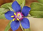 Anagallis arvensis, Anagallis azul