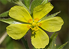 Ardivieja (Helianthemum ledifolium (L.) Mill.)