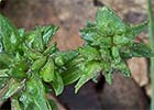 Atriplex patuka. Armuelle