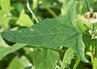 Atriplex prostrata. Armuelle silvestre