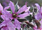 Lythrum salicaria. Arroyuela