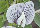Vicia lutea , arveja amarilla