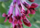 Vicia benghalensis, Arveja roja