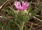 Centaurea sonchifolia. Bracera