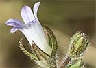 Campanula erinus. Asperilla