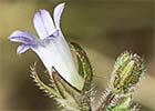 Campanula erinus. Asperilla