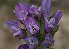 Astrágalo sesamoide(Astragalus sesameus)