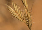 Avena lanceolada (Bromus lanceolatus)