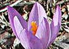 Crocus serotinus. Azafrán silvestre