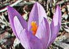 Crocus serotinus. Azafrán silvestre