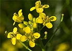 Rorippa sylvestris, Berro campestre amarillo