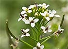 Nasturtium officinale. Berro