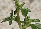 Amaranthus albus, Bledo blanco