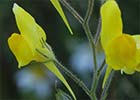 Linaria spartea. Boleo montesino