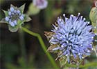 Jasione montana. Botón azul