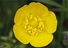 Ranunculus ollisiponensis, Botón de oro