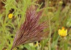 Bromus rubens. Plumerillo