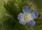 Pequeña Buglosa (Anchusa arvensis)