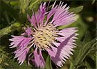 Cabeza de pollo (Centaurea pullata)