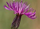 Crupina vulgaris. Cabezuela cana