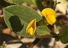 Cagarria, granillo de oveja, hierba escorpión (Scorpiurus muricatus)