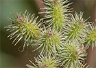 Caíllos (Torilis leptophylla)