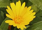 Calendula arvensis. Caléndula