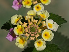 Camara, bandera española (Lantana camara)