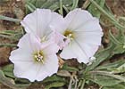 Convolvulus arvensis. Correhuela menor