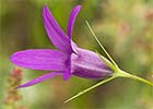 Campanillas (Campanula lusitánica)