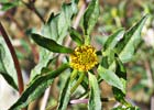 Bidens frondosa. Cáñamo acuático