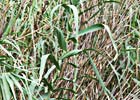 Arundo donax, Caña