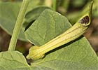 Aristolochia pistolochia. Aristoloquia menor