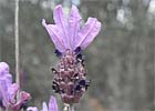 Lavandula pedunculata. Cantueso