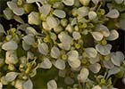 Lepidium draba. Capellanes, draba