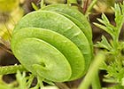 Caracolillo (Medicago orbicularis)