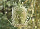 Dipsacus fullonum. Cardencha