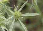 Eryngium campestre. Cardicuca