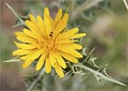 Scolymus hispanicus, Cardillo