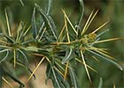 Xanthium spinosum, Cardo banquetero